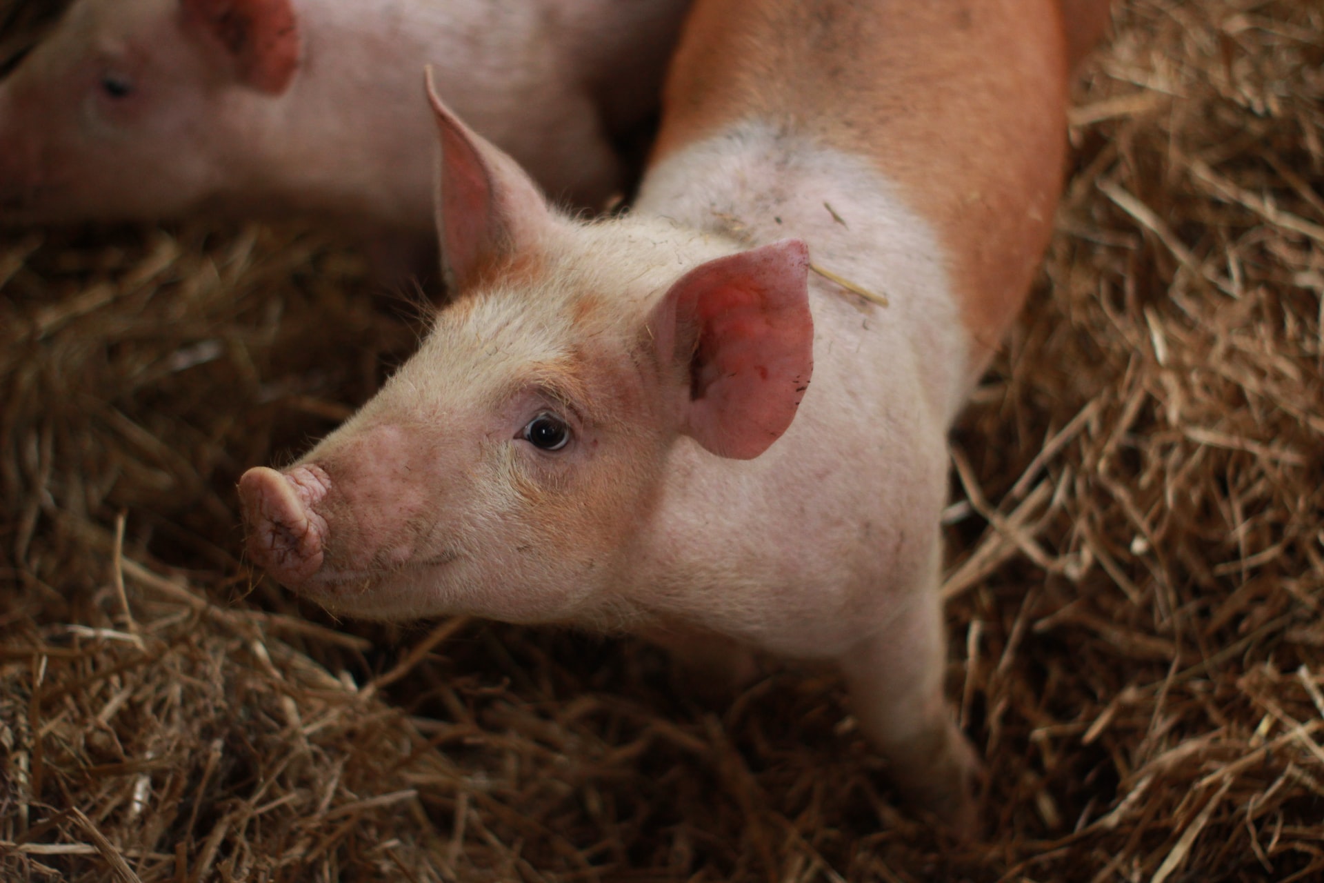The first patient to have a heart transplant from a pig - died after a few months